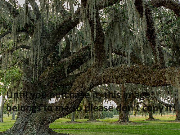 LiveOakSpanishMoss_JeffersonIsland-9180