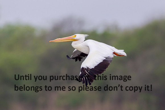 cameron_white-pelican_03-24-18_kelly-morvant-photography_-2456