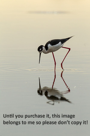 black-necked-stilt_cameron-la_2015_kelly-morvant-photog-2216
