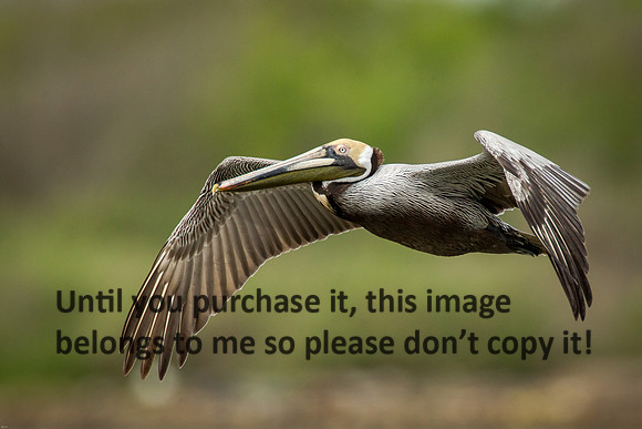 Brown Pelican Flying_Cameron_La_03-30-14-5655