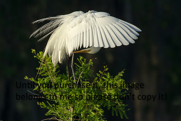 Great Egret_Preening_ Lake Martin_05-17-14-9791