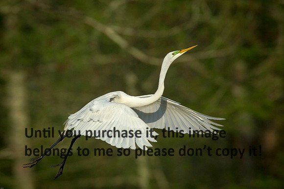 great-egret_lake-martin_st-martin-la_2015_kelly-morvant-photog_-7248