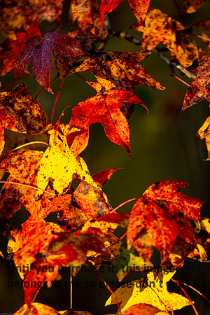 leaves_red_yellow_swamp_lake-martin_11-25-19_kellysheadshots.com_-0185