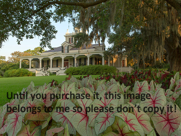 JeffersonHomeCalladiums_JeffersonIsland-9221 (1).jpg