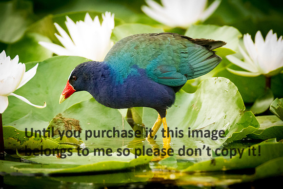 Purple Gallinule_Cameron LA USA__05-24-14-0534.jpg