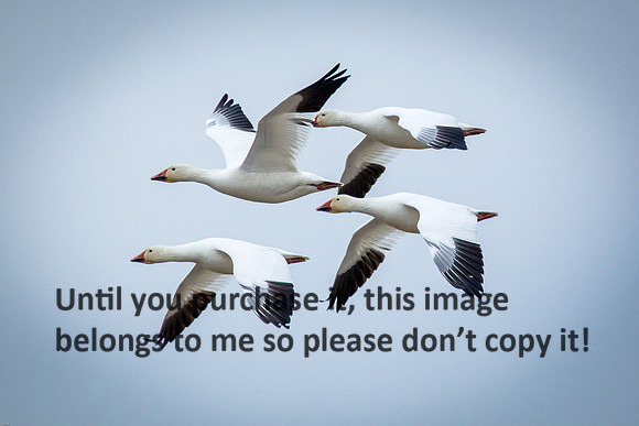 snow-geese_kaplan-la_kelly-morvant-photog_01-10-15-0251.jpg