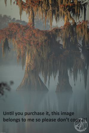 cypress_tree_reflection_moss_swamp_lake-martin_11-25-19_kellysheadshots.com_-0088_small