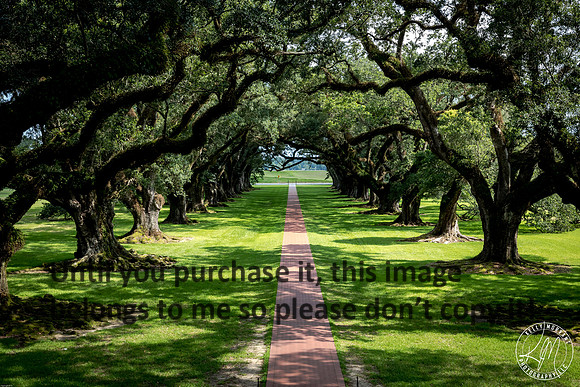 oak-alley_live-oaks_07-08-17_kelly-morvant-photography-7953_small