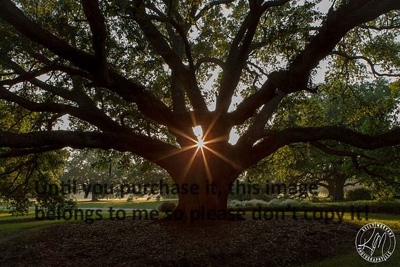 JeffersonIsland-LiveOak-Sunburst-1465_small