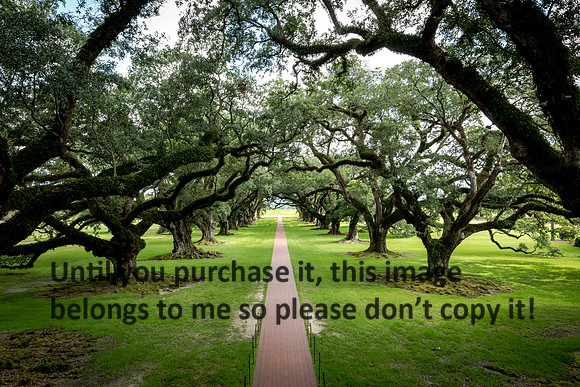 oak-alley_live-oaks_07-08-17_kelly-morvant-photography-7947