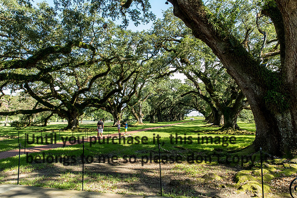 oak-alley_columns_oak_trees_07-08-17_kelly-morvant-photography-7911