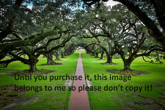 oak-alley_live-oaks_07-08-17_kelly-morvant-photography-7980