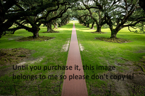 oak-alley_live-oaks_07-08-17_kelly-morvant-photography-7950