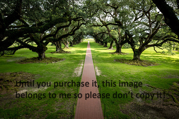 oak-alley_live-oaks_07-08-17_kelly-morvant-photography-7945