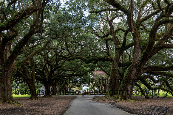 oak-alley_live-oak-trees_07-08-17_kelly-morvant-photography-8016