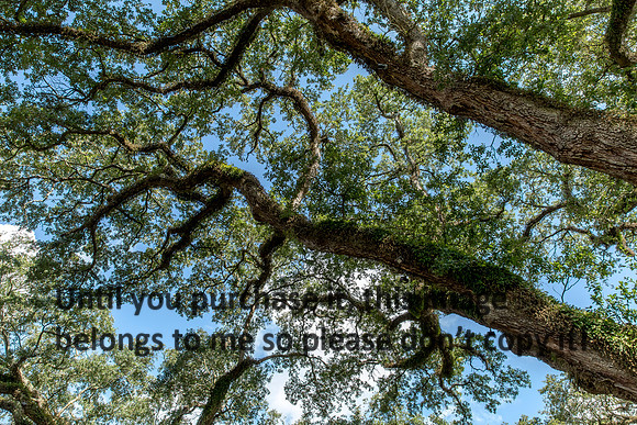 oak-alley_oak_07-08-17_kelly-morvant-photography-7930
