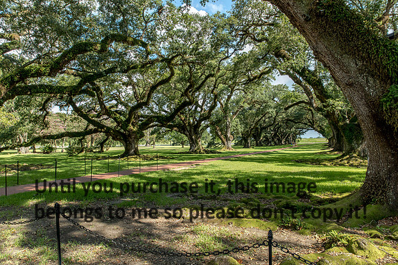 oak-alley_live-oaks_07-08-17_kelly-morvant-photography-7931