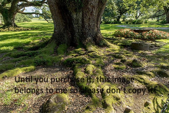 oak-alley_columns_oak_tree_trunk_07-08-17_kelly-morvant-photography-7913