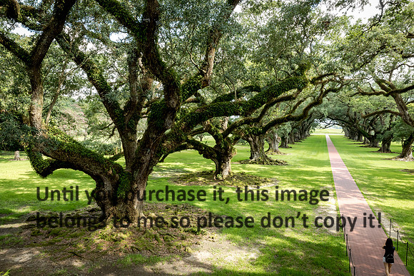 oak-alley_live-oaks_07-08-17_kelly-morvant-photography-7955