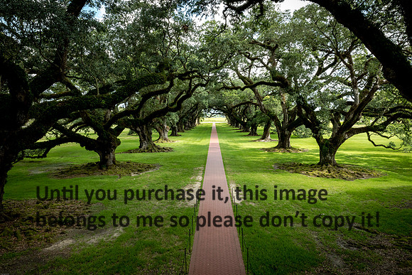oak-alley_live-oaks_07-08-17_kelly-morvant-photography-7946