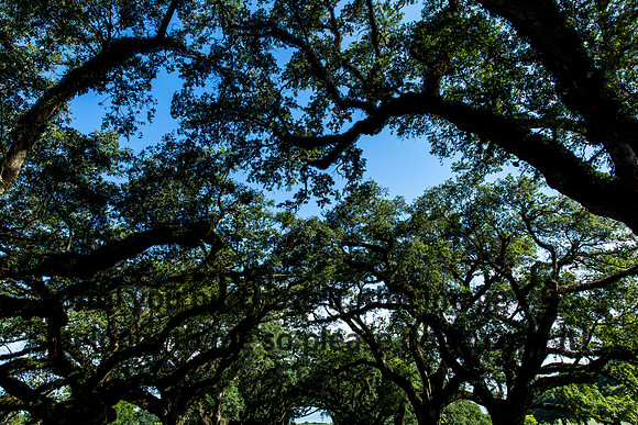 oak-alley_oak-trees_07-08-17_kelly-morvant-photography-7907