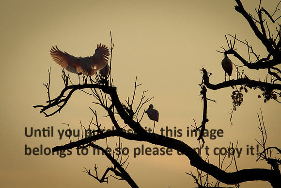 TreeRoseateSpoonbillsEveningLight-JeffersonIsland-0575