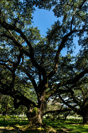 oak-alley_oak-trees_07-08-17_kelly-morvant-photography-7908