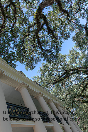 oak-alley_columns_oak-trees_07-08-17_kelly-morvant-photography-7917