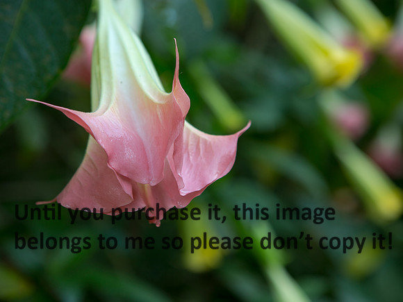 Flower_JeffersonIsland-9661