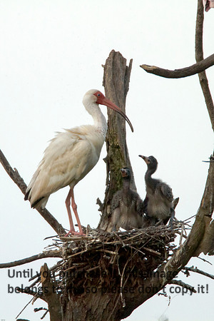 WhiteIbis-Chicks-JeffersonIsland-0763