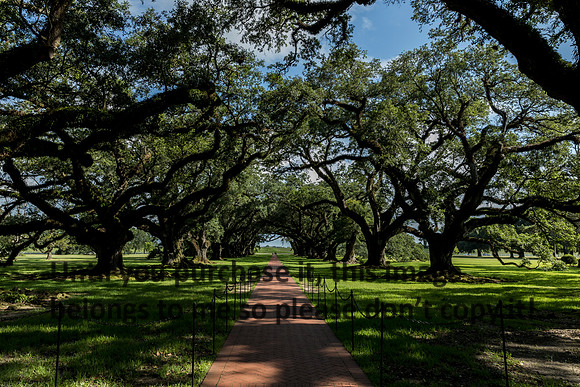 oak-alley_oak_alley_ground-level_07-08-17_kelly-morvant-photography-7920