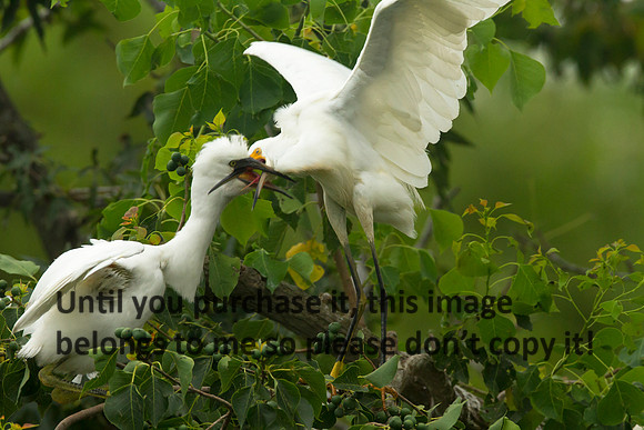 SnowyEgretsImmatureJeffersonIsland-0248