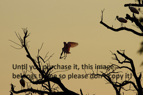 TreeRoseateSpoonbillsEveningLight-JeffersonIsland-0579