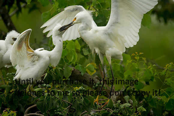 SnowyEgretsImmatureJeffersonIsland-0256