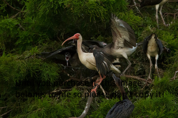 WhiteIbis-Immature-JeffersonIsland-0822