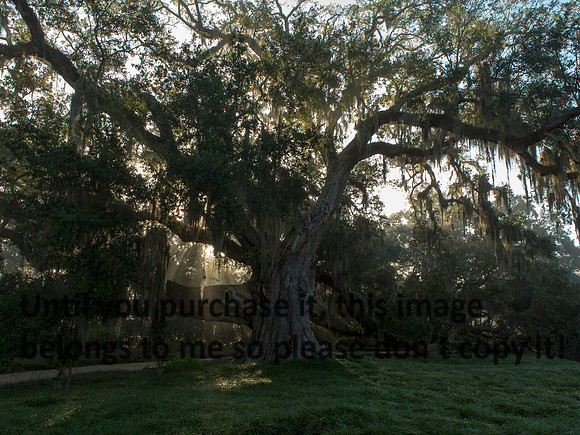 ClevelandLiveOak_JeffersonIsland-9613