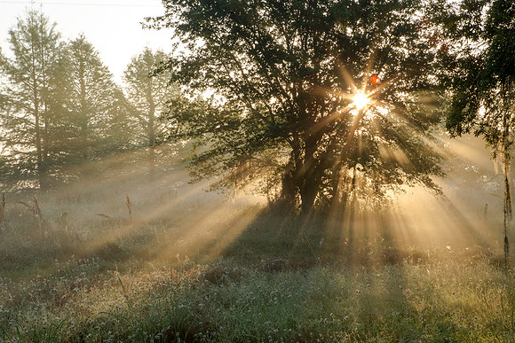 Live Oak Sunrise_ Spanish Moss_Jefferson Island La-05-03-14-9388