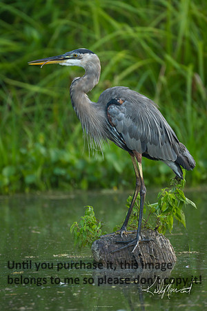 GreatBlueHeronToungueNature-LakeMartin-0872