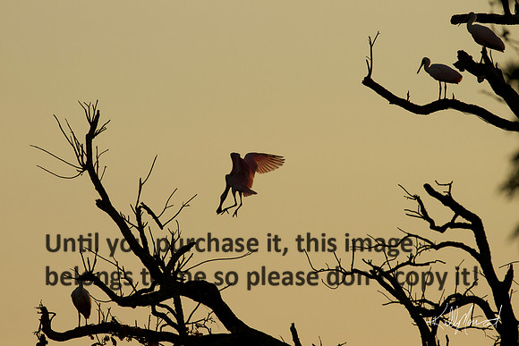 TreeRoseateSpoonbillsEveningLight-JeffersonIsland-0579