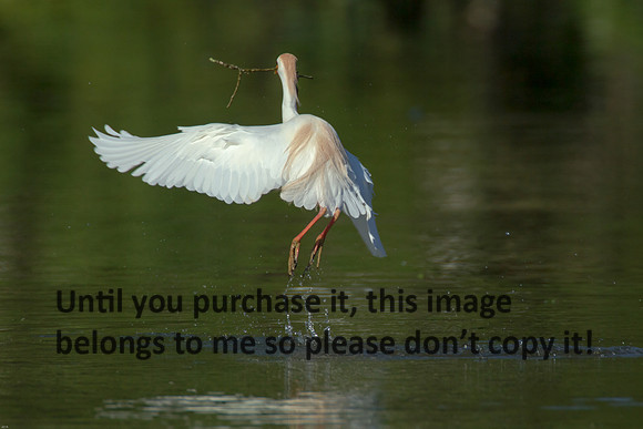 Cattle Egret - Breeding Plumage_Jefferson Island La-05-03-14-0210