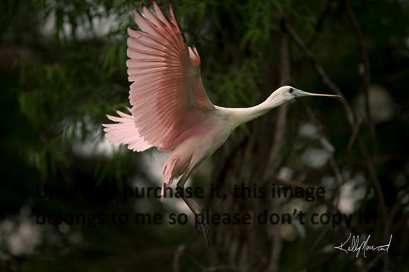 RoseateSpoonbillFlyingJeffersonIsland-8961