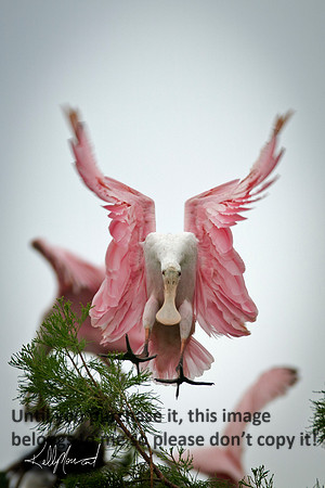 RoseateSpoonbillFlyingJeffersonIsland-8850