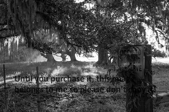 Early Morning_Oak Tree_Fog_Hunting Preserve_Vermilion Parish_B&W_Kelly Morvant Photography_10-12-14-7702