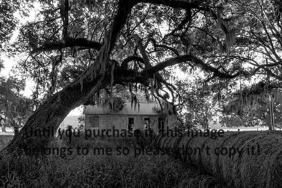 Early Morning_Shotgun House_Oak Tree_Fog_Hay_Vermilion Parish_B&W_Kelly Morvant Photography_10-12-14-7678