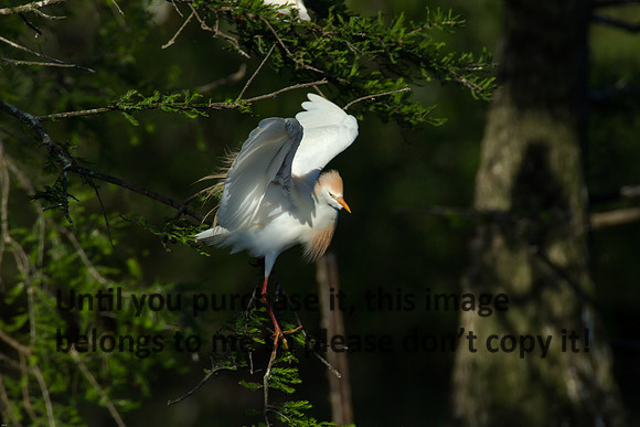 Cattle Egret - Breeding Plumage_Jefferson Island La-05-03-14-0158