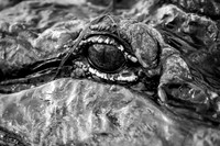 alligator_close-up_cameron-la_2015_kelly-morvant-photography-1744_bw