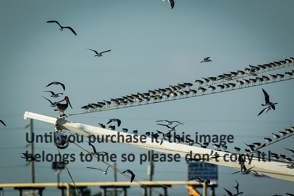 southern-lady_shrimp-boat_birds_cameron-louisiana_kelly-morvant-photography_10-23-14-6606
