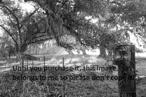 Early Morning_Oak Tree_Fog_Hunting Preserve_Vermilion Parish_B&W_Kelly Morvant Photography_10-12-14-7714