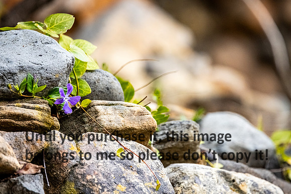 flower-rocks_sedona-az_kellysheadshots.com_03-19-25-20710