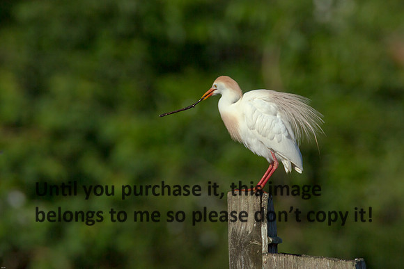 Cattle Egret - Breeding Plumage_Jefferson Island La-05-03-14-0148